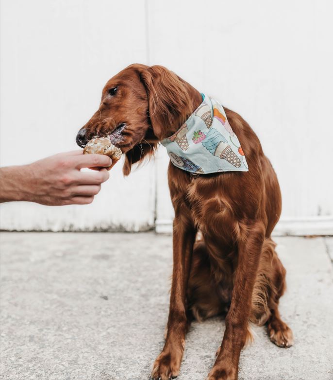 glace chien été recette recettes namasdog valence comportementaliste canin frais rafraichir