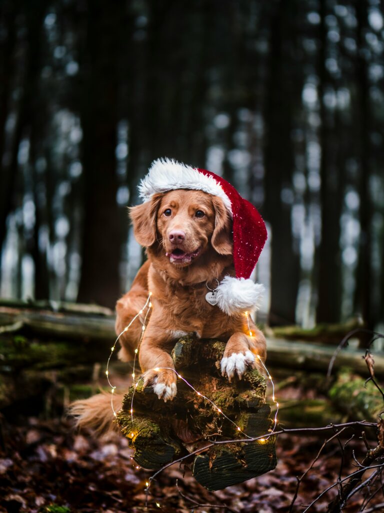 fêtes de fin d'année noel noël avec son chien serein facile tranquille namasdog sereinement  