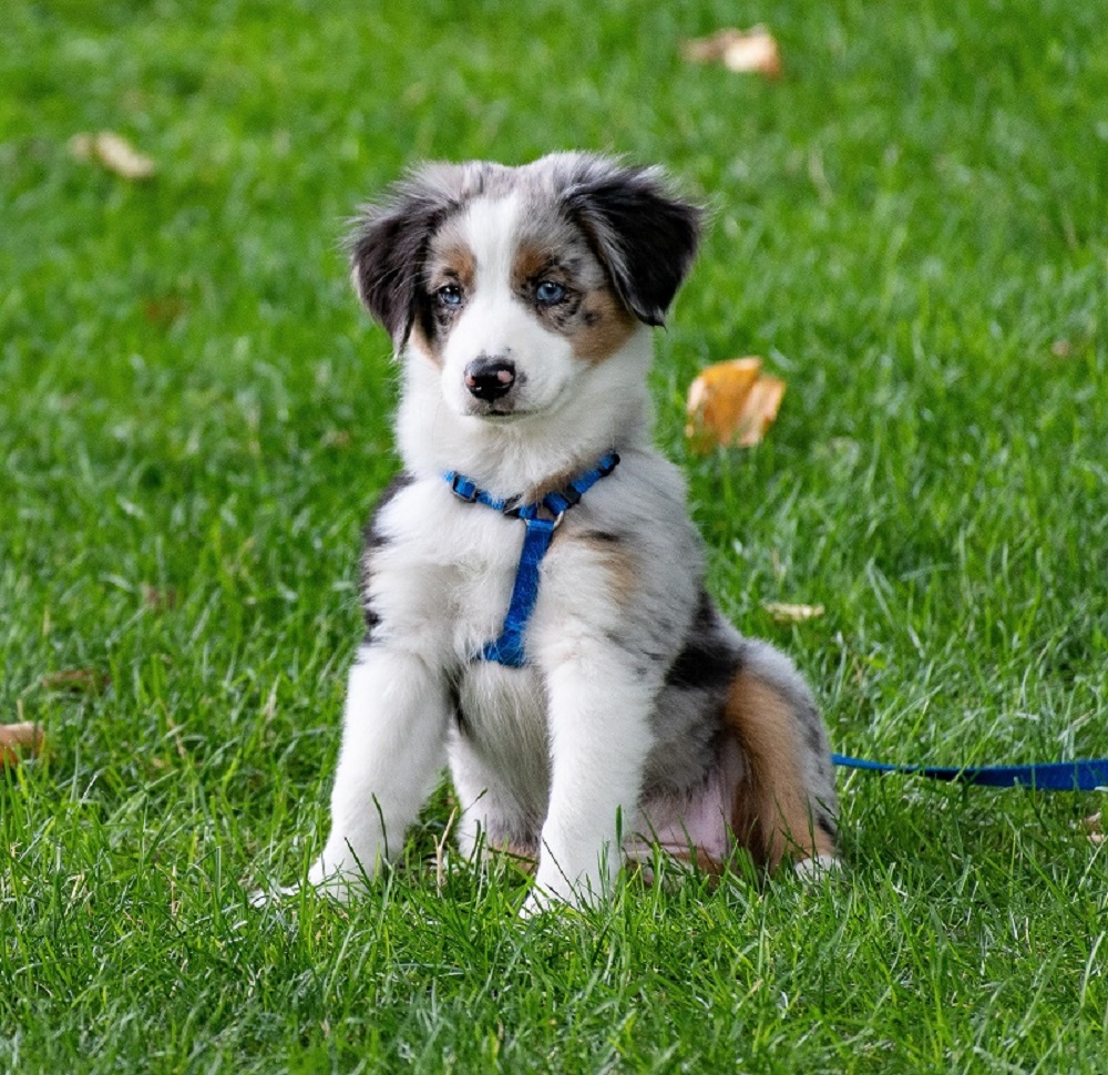 namasdog éducateur éducatrice comportementaliste canin chien chiens  chiot chiots cours collectif positif éducation canine bienveillante positive renforcement crest valence montélimar drôme drome crestdromefrance  école du chiot pika'chiot pikachiot pika'chiots pikachiots