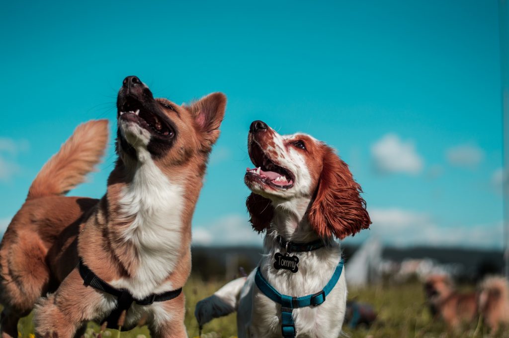 namasdog éducateur éducatrice comportementaliste canin chien chiens chiot chiots balades collectives positif éducation canine bienveillante positive renforcement crest valence montélimar drôme drome crestdromefrance socialisation sociabilisation familiarisation 