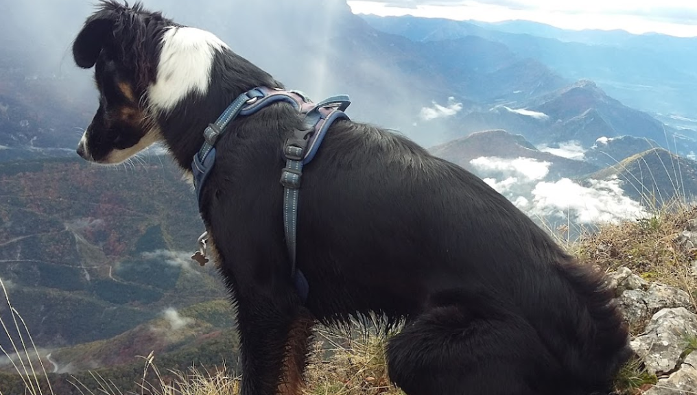 berger border collie excitation aristochien aristochiens aristo'chien aristo'chiens cours collectif namasdog