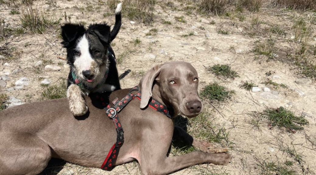 cohabitation braque de weimar border collie excitation aristochien aristochiens aristo'chien aristo'chiens cours collectif namasdog marche en laisse éducation éducateur