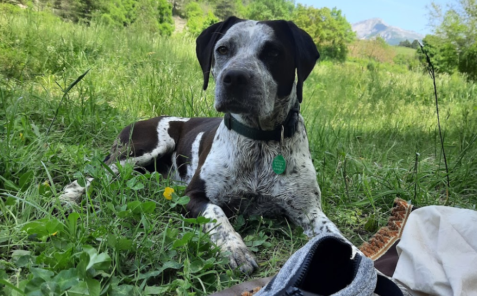 namasdog bilan comportemental suivi individuel séance cour éducation canine