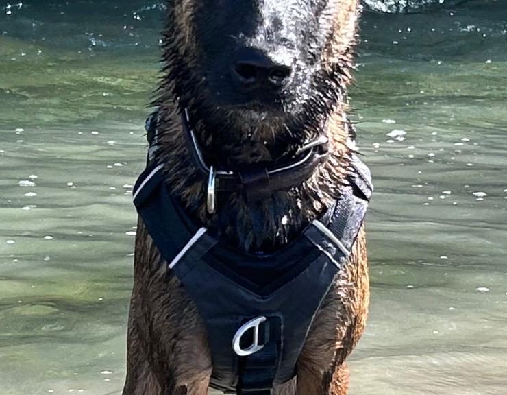 malinois réactivité prédation namasdog