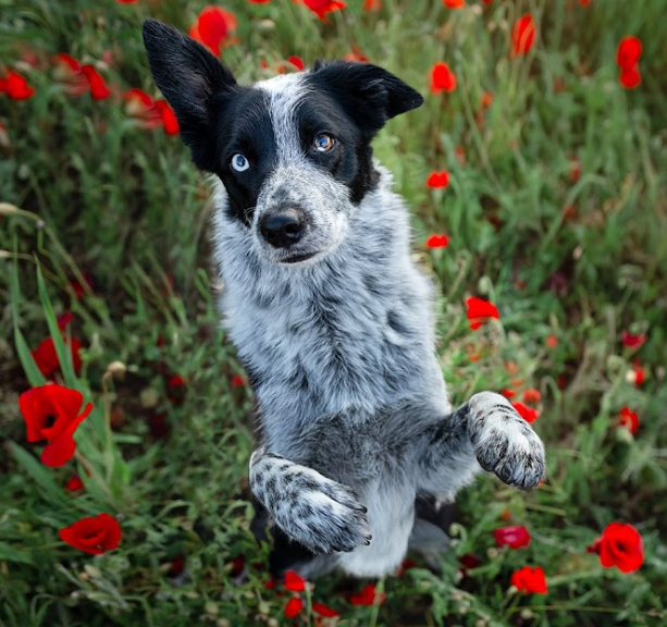 berger border collie balade collective éducative congénères chiens sociabilisation sociabiliser socialisation socialiser