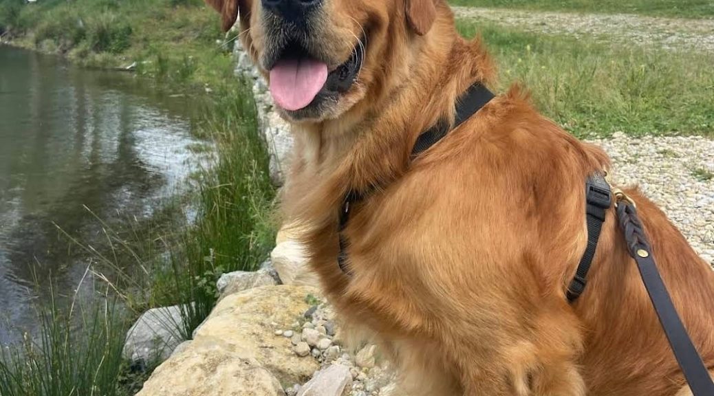 golden labrador border collie excitation aristochien aristochiens aristo'chien aristo'chiens cours collectif namasdog marche en laisse éducation éducateur