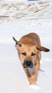 namasdog bilan comportemental suivi individuel séance cour éducation canine comportementaliste éducateur canin drôme