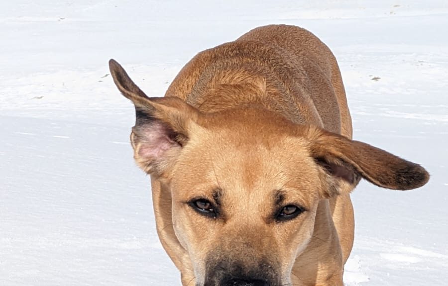 namasdog bilan comportemental suivi individuel séance cour éducation canine comportementaliste éducateur canin drôme